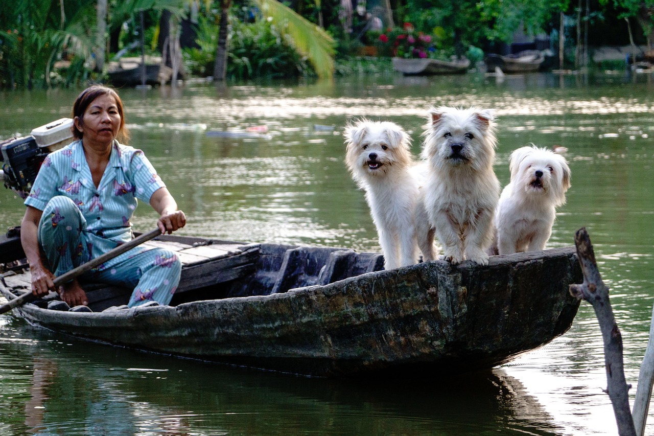 services-04 dogs, white, river, boat, water, nature, vietnam lifestyle, people, woman, vietnamese